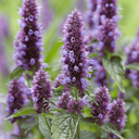 [003] ﻿Agastache fenouil (Agastache foeniculum)﻿
