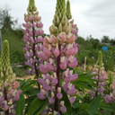 [304] Lupin Rose (Lupinus polyphyllus)