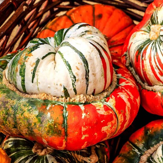 Courge Turban Turc (Cucurbita maxima)