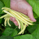 Gold Rush bush bean (Phaseolus vulgaris)