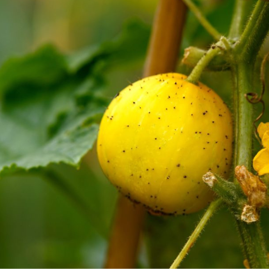 Concombre Citron (Cucumis sativus)