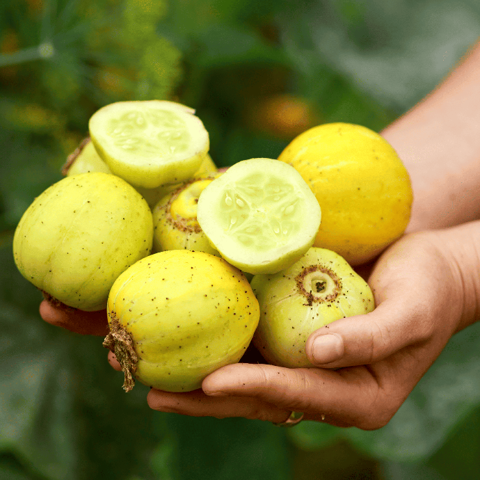 Concombre Citron (Cucumis sativus)