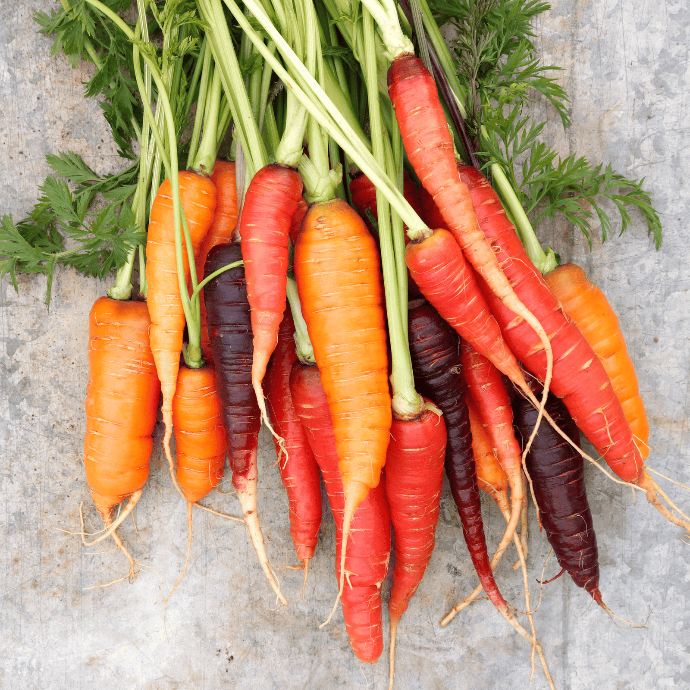 Carottes en mélange (Daucus carota var. sativus)