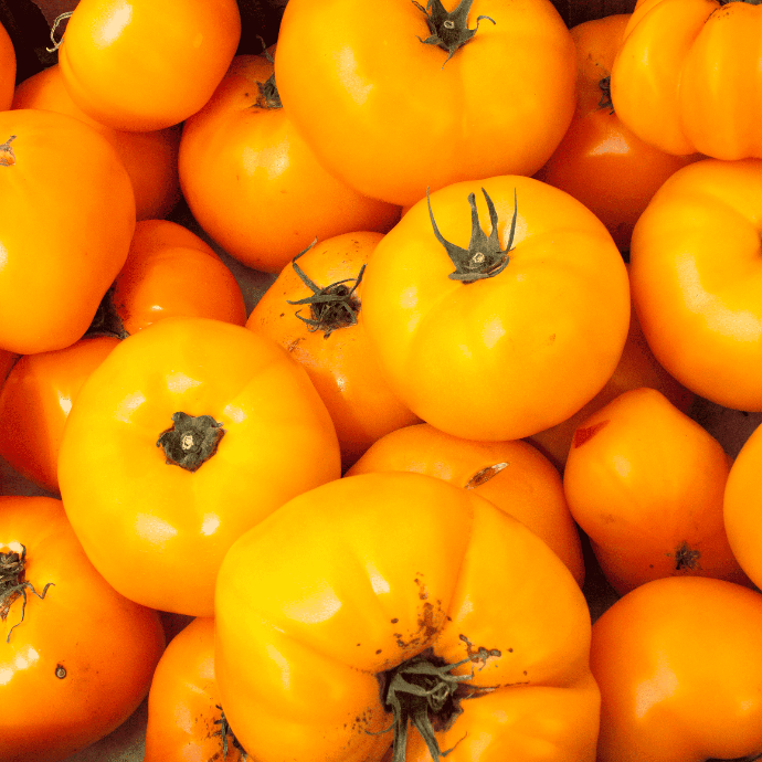 Tomate Jubilée (Solanum lycopersicum)
