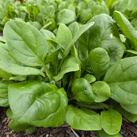 Épinard Matador (Spinacia oleracea) (copie)
