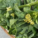 Chou Gai Lan (Brassica oleracea var. alboglabra)