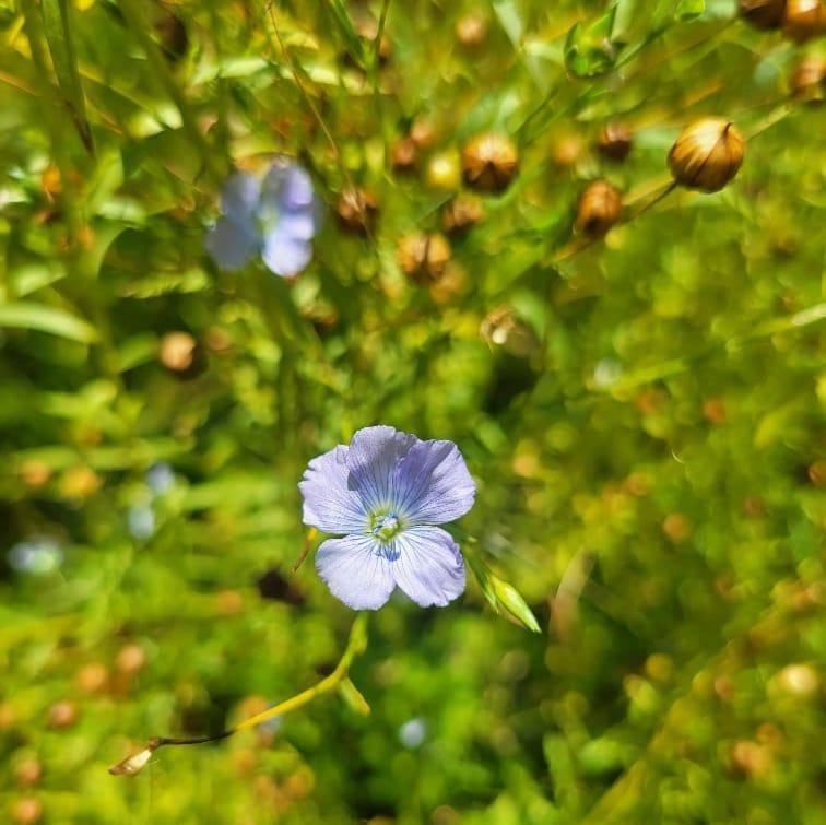 Norwegian flax (Linum usitatissimum)