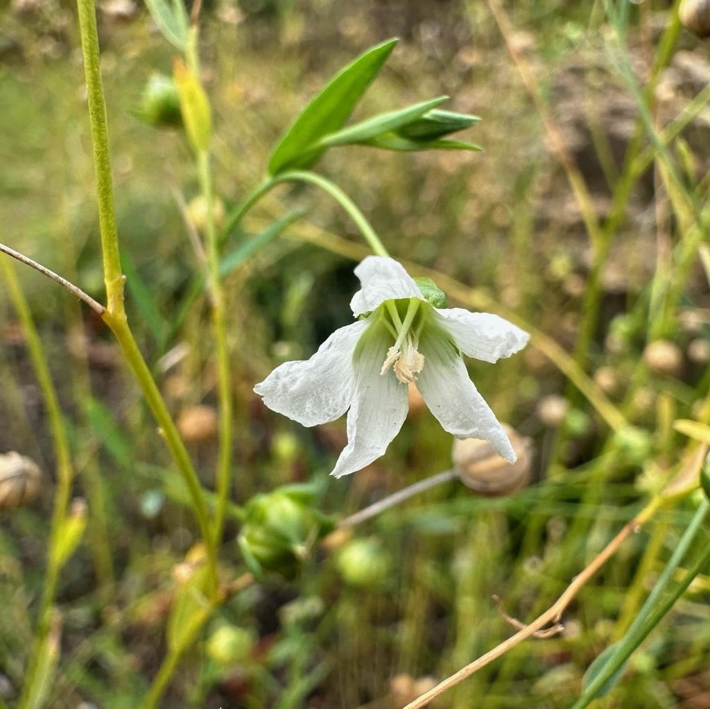 Lin de Palestine (Linum usitatissimum)