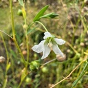 [298] Palestinian flax (Linum usitatissimum)