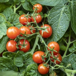 [100] Moment Dwarf Tomato (Solanum lycopersicum)