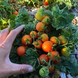 [142] Window Box Red Dwarf Tomato (Solanum lycopersicum)