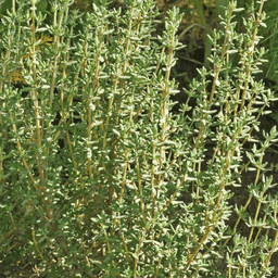 [345] Thyme (Thymus vulgaris)