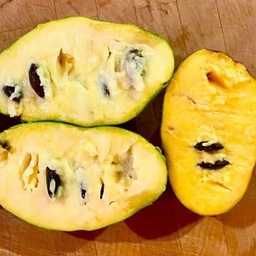 [b-5] Pawpaw / Asiminier trilobé (Asiminia trilobia)