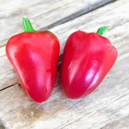 [347] Piment Paprika mon petit coeur (Capsicum annuum) 