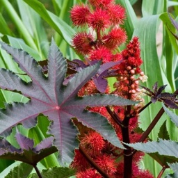 [353] Castor Bean Plant (Ricinus communis)