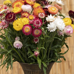 [218] Immortelle mixte (Helichrysum bracteatum)