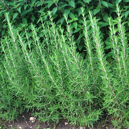 [92] Rosemary (Rosmarinus officinalis)