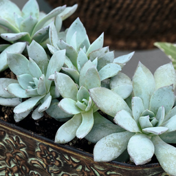 [143] Echeveria ''Urban Yellow'' (Echeveria Peacockii)