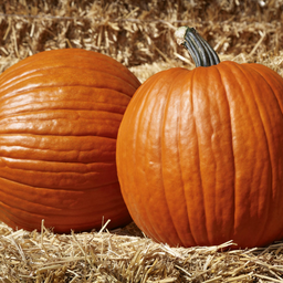 [50] Pumpkin (Cucurbita pepo)