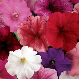 [32] Pétunia ''Madness Mix Merlot'' (Petunia x hybrida)