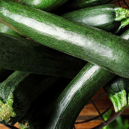 [313] Zucchini ''Dark Green'' (Curcubita Pepo)