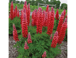[189] Lupin Rose (Lupinus sp.)