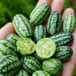 [061] Concombre Cucamelon (Melothria scabra)