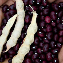 [265] Haricot grimpant True Red Cranberry (Phaseolus vulgaris)