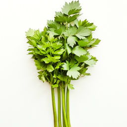 [109] Lovage (Levisticum officinalis)