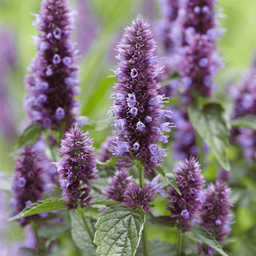 [003] ﻿Agastache fenouil (Agastache foeniculum)﻿