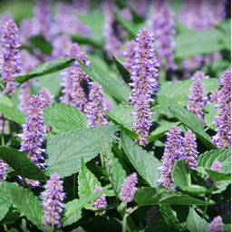 [003] ﻿Agastache fenouil (Agastache foeniculum)﻿