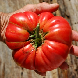 [303] Tomate Mémé de Beauce (Solanum lycopersicum)