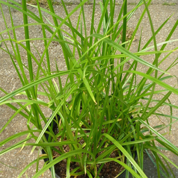 [208] Yellow nutsedge (Cyperus esculentus)