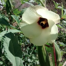 [142] Okra ( Abelmoschus esculentus)