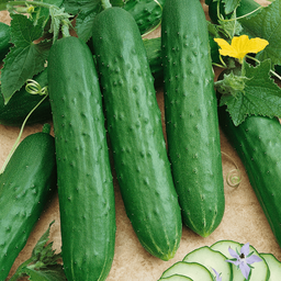 [062] Lebanese Green (Cucumis sativus)