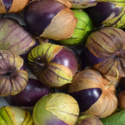 [221] Tomatillo (Physalis ixocarpa)