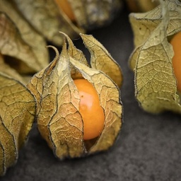 [045] Cerise de terre Golden Husk (Physalis pruinosa)