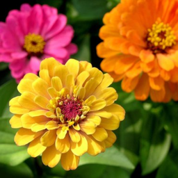 [225] Zinnia (Zinnia sp.)