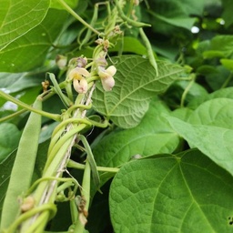 [263] Haricot grimpant Skunk (Phaseolus vulgaris)