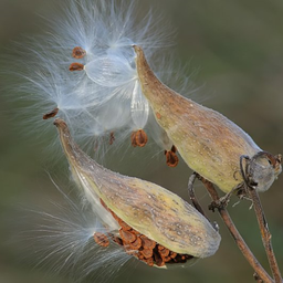 [012] Milkweed (Asclepias syriaca)