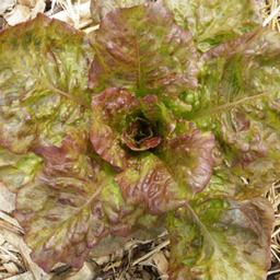 [092] Laitue Alphange à graine noire (Lactuca sativa L. var. longifolia)