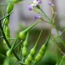 [192] Rat's Tail Radish (Raphanus sativus var. caudatus)