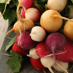 Summer radish mix (Raphanus sativus)