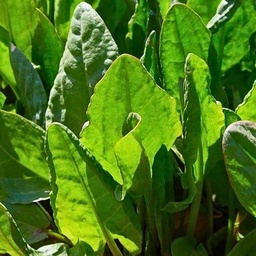 [101] French Sorrel (Rumex acetosa)