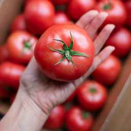 [283] Tomate Canabec Rose (Solanum lycopersicum)