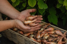 [B-6] Saint-Anne shallots (Allium ascalonicum)