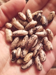 [179] Haricot grimpant des Paysannes (Phaseolus vulgaris)