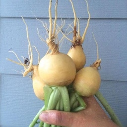 [218] Turnip 'Golden Globe' (Brassica rapa)