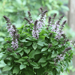 [026] ﻿Basilic Sacré (Ocimum sanctum)﻿