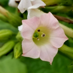 [210] Tabac Hav* Ahna ( Nicotiana tabacum)